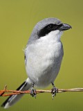 _MG_5787 Loggerhead Shrike.jpg