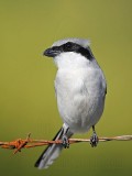 _MG_5907 Loggerhead Shrike.jpg