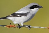 _MG_5933 Loggerhead Shrike.jpg