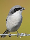 _MG_5947 Loggerhead Shrike.jpg