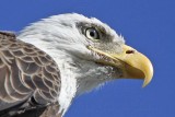 _MG_5034 Bald Eagle.jpg