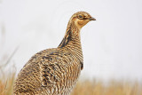 _MG_0044 Attwaters Prairie-Chicken.jpg