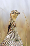 _MG_0113 Attwaters Prairie-Chicken.jpg