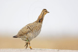 _MG_0342 Attwaters Prairie-Chicken.jpg
