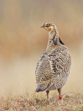 _MG_0443 Attwaters Prairie-Chicken.jpg
