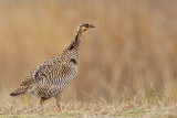 _MG_0549 Attwaters Prairie-Chicken.jpg