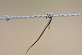 _MG_1754 Loggerhead Shrike - Food.jpg