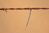 _MG_1835 Loggerhead Shrike - Food.jpg