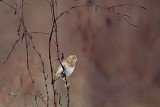 _MG_9067 800.jpg