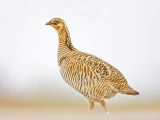 _MG_9598 Attwaters Prairie-Chicken.jpg