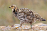 _MG_9669 Attwaters Prairie-Chicken.jpg