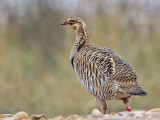 _MG_9699 Attwaters Prairie-Chicken.jpg