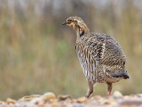 _MG_9727 Attwaters Prairie-Chicken.jpg