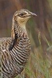 _MG_9987 Attwaters Prairie-Chicken.jpg