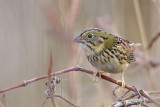 _MG_2437 Henslows  Sparrow.jpg