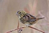_MG_2473 Henslows  Sparrow.jpg