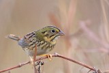_MG_2497 Henslows  Sparrow.jpg