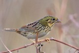 _MG_2507 Henslows  Sparrow.jpg