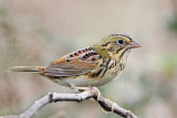 _MG_3603 Henslows  Sparrow.jpg