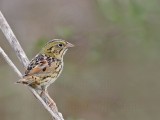 _MG_3887 Henslows  Sparrow.jpg