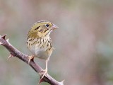 _MG_4007 Henslows  Sparrow.jpg