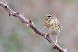 _MG_4018 Henslows  Sparrow.jpg