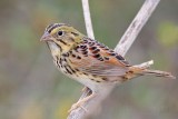 _MG_4059 Henslows  Sparrow.jpg