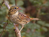 _MG_4586 Henslows  Sparrow.jpg