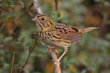 _MG_4647 Henslows  Sparrow.jpg
