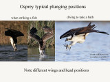 osprey plunging positions.jpg