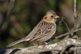 _MG_7020 Harriss Sparrow.jpg
