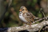 _MG_7046 Harriss Sparrow.jpg