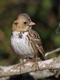 _MG_7072 Harriss Sparrow.jpg