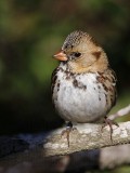 _MG_7188 Harriss Sparrow.jpg