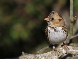 _MG_7251 Harriss Sparrow.jpg