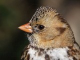 _MG_7251crop Harriss Sparrow.jpg