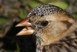 _MG_7706crop Harriss Sparrow.jpg