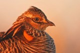 _MG_5176 Attwaters Prairie-Chicken.jpg