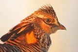 _MG_5271 Attwaters Prairie-Chicken.jpg