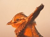 _MG_5332 Attwaters Prairie-Chicken.jpg
