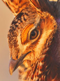 _MG_5358crop2 Attwaters Prairie-Chicken.jpg