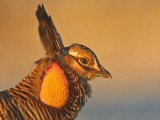 _MG_5587 Attwaters Prairie-Chicken.jpg