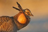_MG_5590 Attwaters Prairie-Chicken.jpg