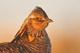 _MG_5656 Attwaters Prairie-Chicken.jpg