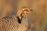 _MG_5866 Attwaters Prairie-Chicken.jpg
