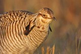 _MG_5869 Attwaters Prairie-Chicken.jpg