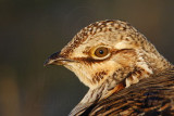 _MG_6202 Attwaters Prairie-Chicken.jpg