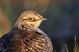 _MG_6209 Attwaters Prairie-Chicken.jpg