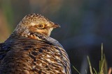 _MG_6213 Attwaters Prairie-Chicken.jpg