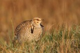 _MG_6299 Attwaters Prairie-Chicken.jpg
